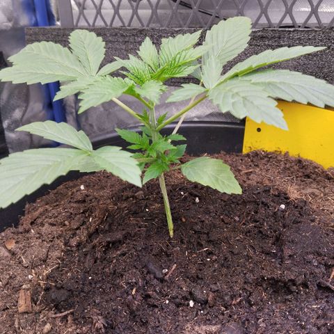 Blueberry Bubba #2 growlog timeline photo