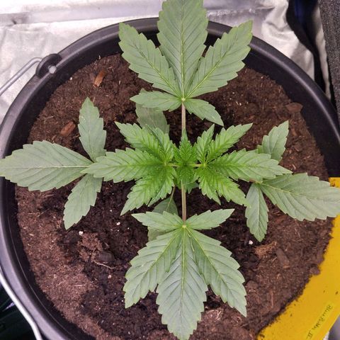 Blueberry Bubba #2 growlog timeline photo