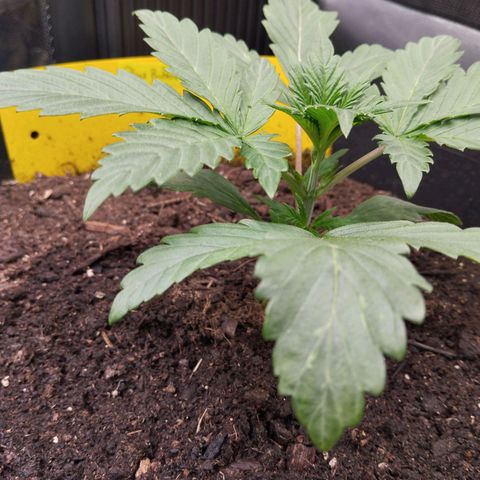 Blueberry Bubba#1 growlog timeline photo