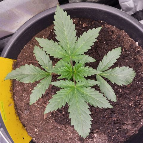 Blueberry Bubba#1 growlog timeline photo