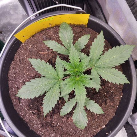 Blueberry Bubba#1 growlog timeline photo