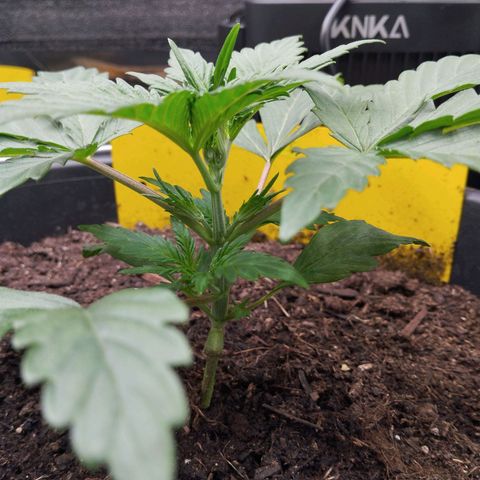 Blueberry Bubba#1 growlog timeline photo