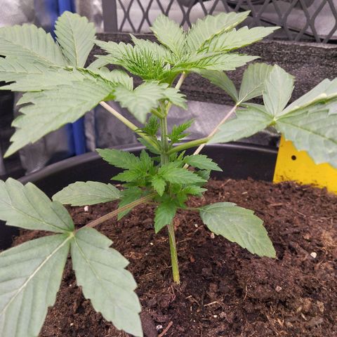 Blueberry Bubba #2 growlog timeline photo