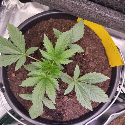 Blueberry Bubba #2 growlog timeline photo