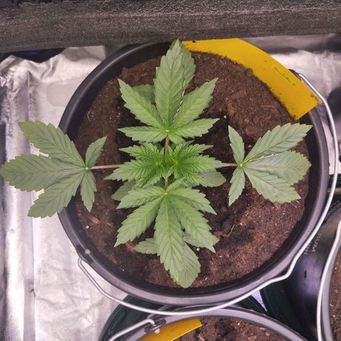 Blueberry Bubba #2 growlog timeline photo
