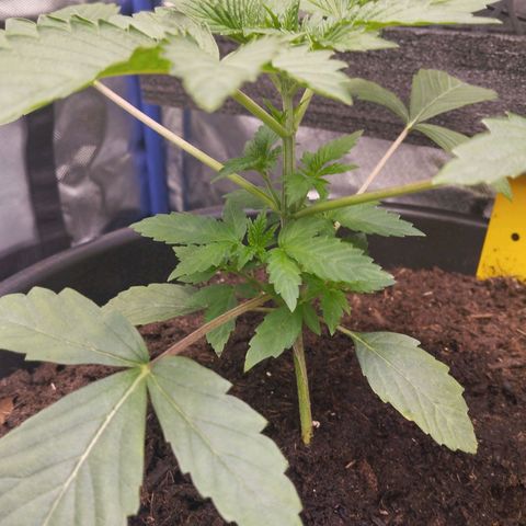 Blueberry Bubba #2 growlog timeline photo