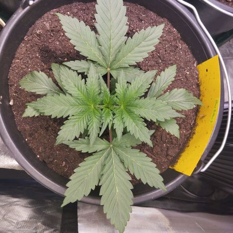 Blueberry Bubba#1 growlog timeline photo