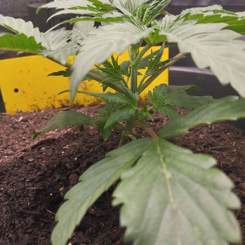 Blueberry Bubba#1 growlog timeline photo