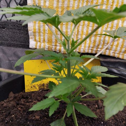Blueberry Bubba #2 growlog timeline photo