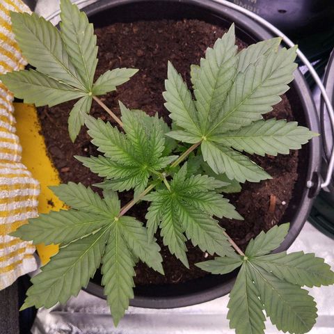 Blueberry Bubba #2 growlog timeline photo