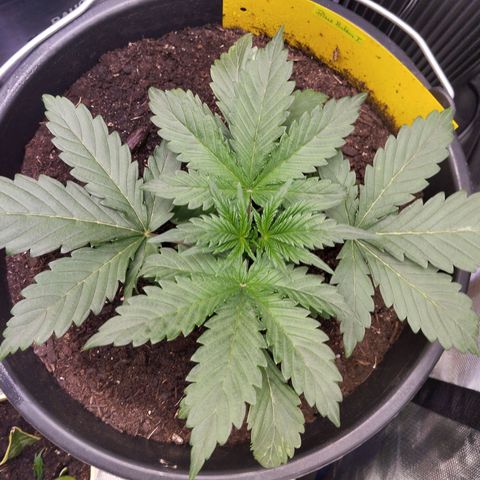 Blueberry Bubba#1 growlog timeline photo