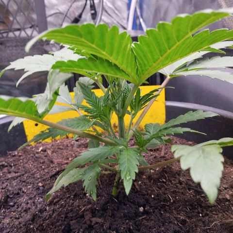 Blueberry Bubba#1 growlog timeline photo