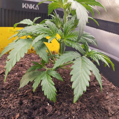 Blueberry Bubba#1 growlog timeline photo
