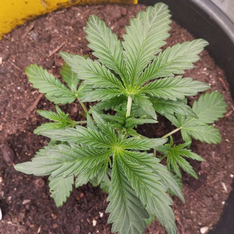 Blueberry Bubba#1 growlog timeline photo