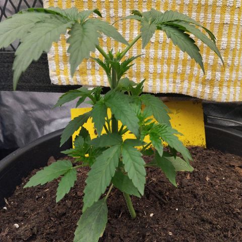 Blueberry Bubba #2 growlog timeline photo