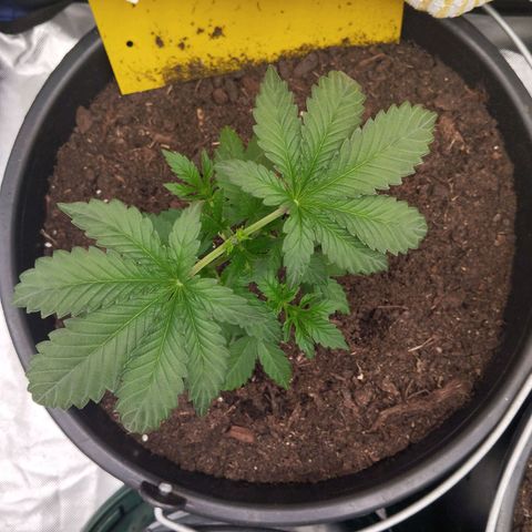 Blueberry Bubba #2 growlog timeline photo