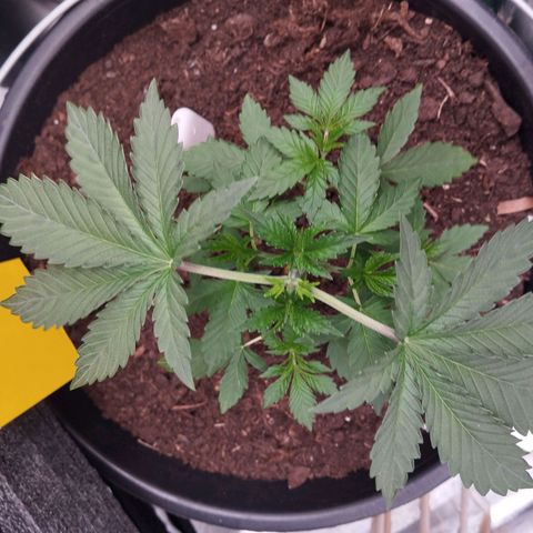 Blueberry Bubba #2 growlog timeline photo