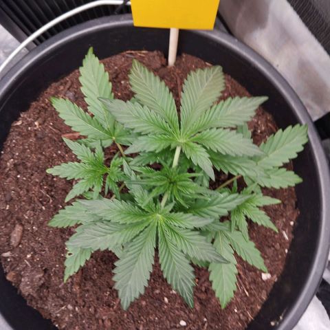 Blueberry Bubba#1 growlog timeline photo