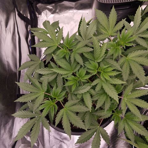 Blueberry Bubba#1 growlog timeline photo