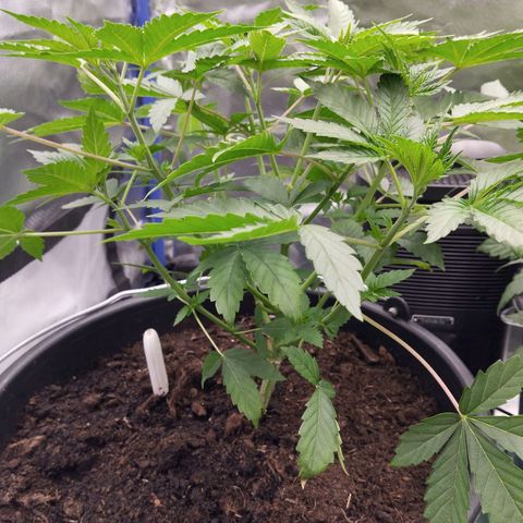 Blueberry Bubba#1 growlog timeline photo