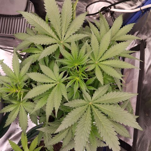 Blueberry Bubba #2 growlog timeline photo