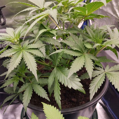 Blueberry Bubba #2 growlog timeline photo