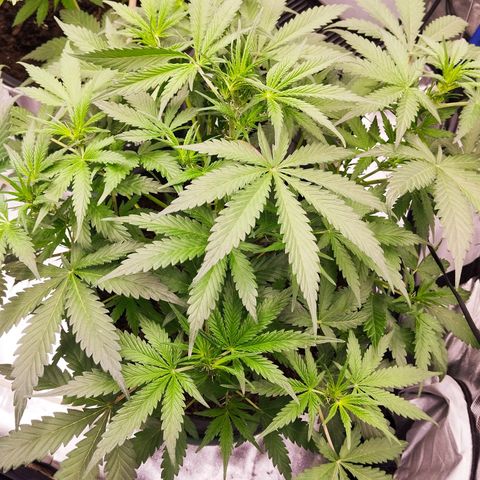Blueberry Bubba #2 growlog timeline photo