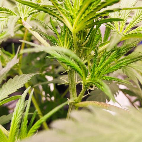 Blueberry Bubba #2 growlog timeline photo