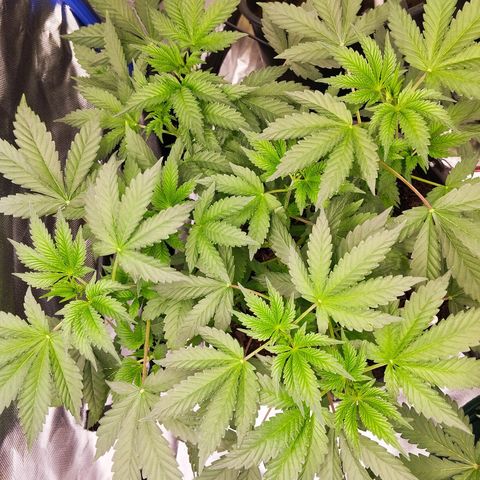 Blueberry Bubba#1 growlog timeline photo