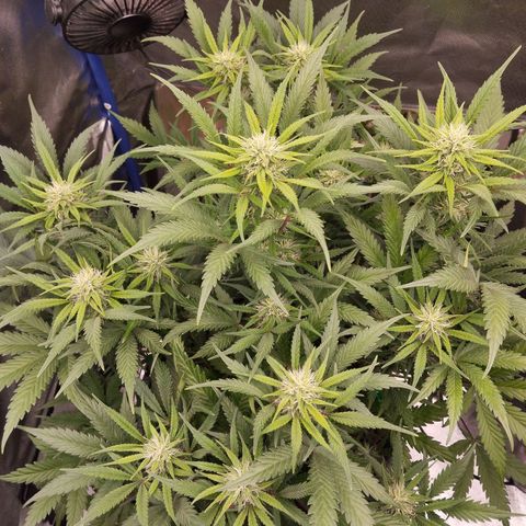 Blueberry Bubba #2 growlog timeline photo