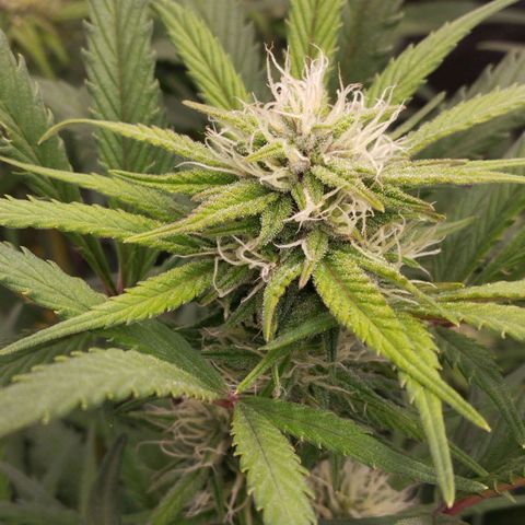 Blueberry Bubba #2 growlog timeline photo