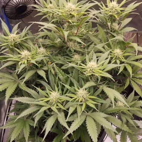 Blueberry Bubba #2 growlog timeline photo