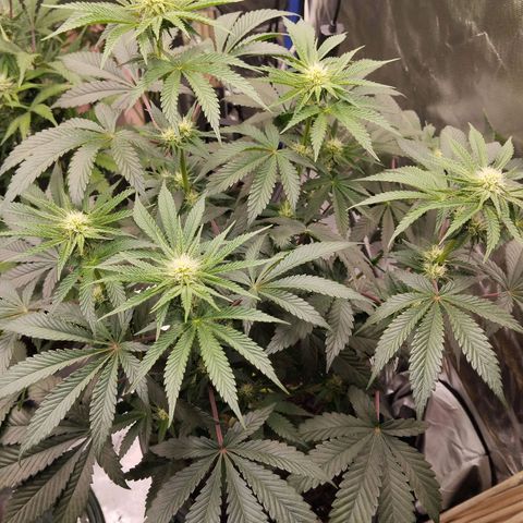 Blueberry Bubba#1 growlog timeline photo