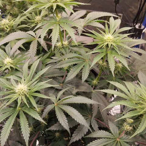 Blueberry Bubba#1 growlog timeline photo