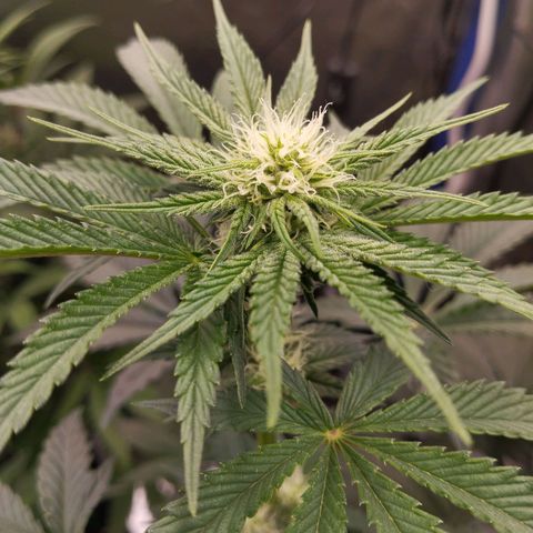 Blueberry Bubba#1 growlog timeline photo