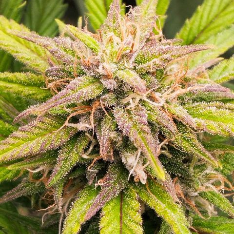 Blueberry Bubba #2 growlog timeline photo