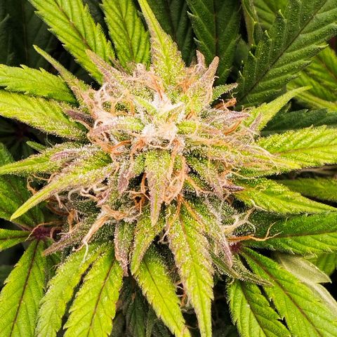 Blueberry Bubba #2 growlog timeline photo