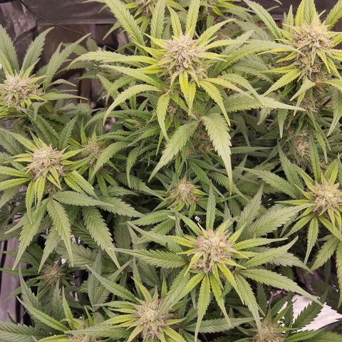 Blueberry Bubba #2 growlog timeline photo