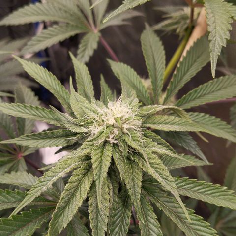 Blueberry Bubba#1 growlog timeline photo