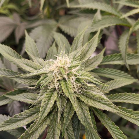 Blueberry Bubba#1 growlog timeline photo