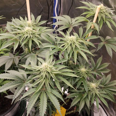 Blueberry Bubba#1 growlog timeline photo