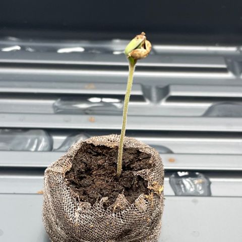 Unknown strain growlog photo: Seed still attached to #1