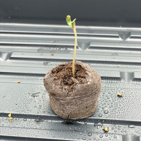 Unknown strain growlog photo: Removed shell of seed from seedling