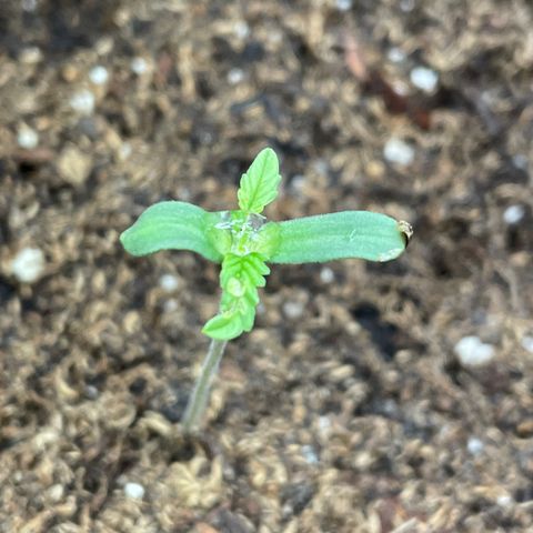 Unknown strain growlog timeline photo