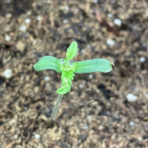 Unknown strain growlog timeline photo