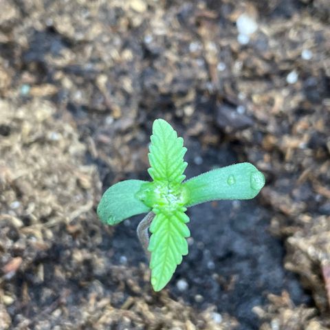 Unknown strain growlog timeline photo