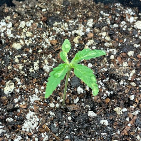 Unknown strain growlog timeline photo