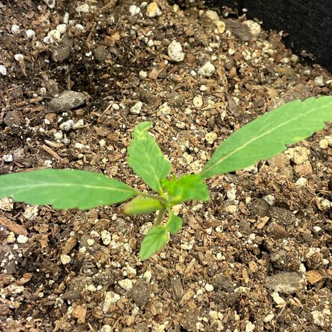 Unknown strain growlog timeline photo