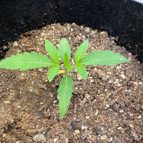 Unknown strain growlog timeline photo