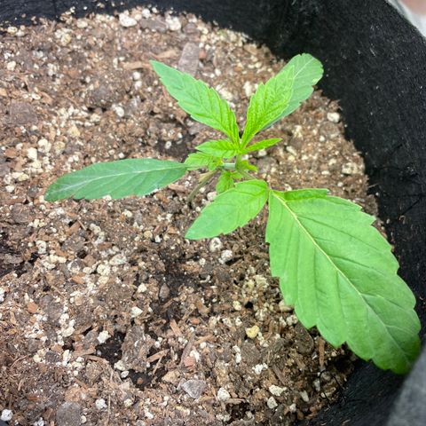 Unknown strain growlog timeline photo